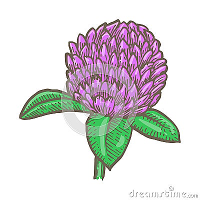 Clover flower isolated on white background. Simple botanical illustrations set. Hand drawn sketch Vector Illustration