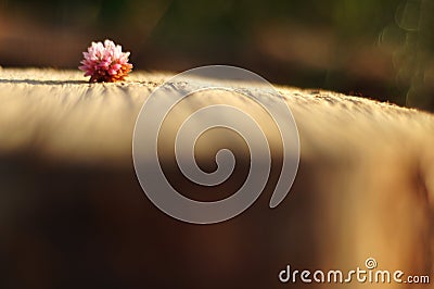 Clover flower on wooden background Stock Photo