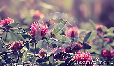 Clover flowers on field. Purple toned image Stock Photo