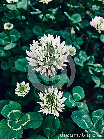 Clover flowers Stock Photo