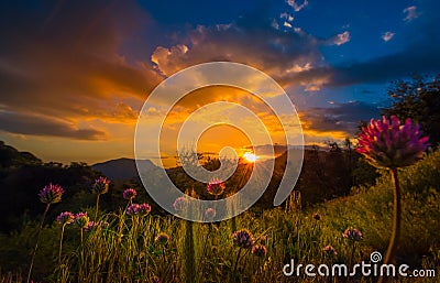 Clover Flowers at Sunset Sequoia National Park Stock Photo