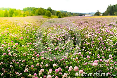 Clover flowers, Trifolium Pratense, outside in a field Stock Photo