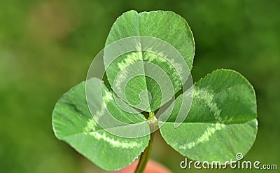 Clover leaf Stock Photo