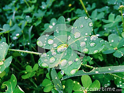Clover leaf. Stock Photo