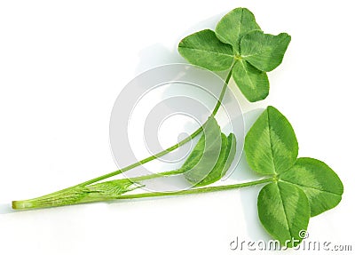 Clover Leaves Stock Photo