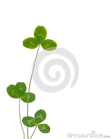 Clover leaves Stock Photo