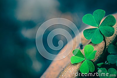 Clover Leaves for Green background Stock Photo