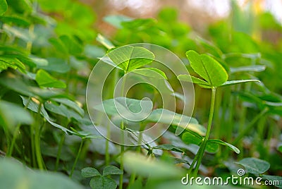 Clover leaves on lawn Stock Photo