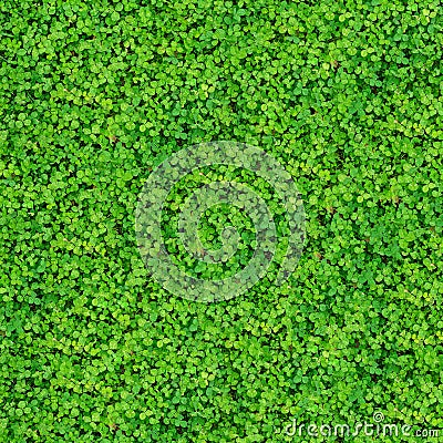 Clover leaves texture Stock Photo