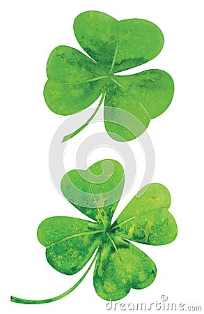 Clover Vector Illustration