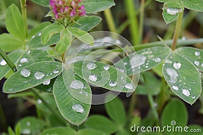Clover meadow with green leaves with drops of morning dew. St. Patrick`s Day, selective focus Stock Photo