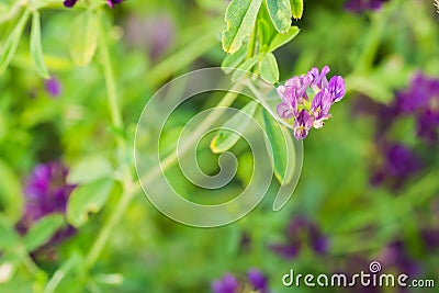 Clover - medicinal plant and used in homeopathy Stock Photo