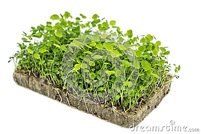 Clover microwave on Agrovat. Vitamins, health and eco business. Isolated on a white background Stock Photo
