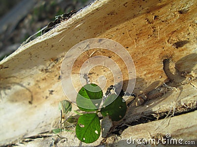 Clover nestled in tree bark Stock Photo