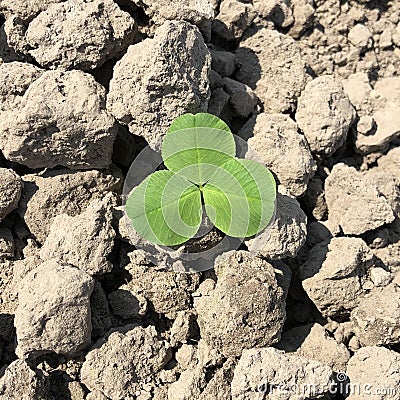 Clover outdoors, on the background of the earth Stock Photo