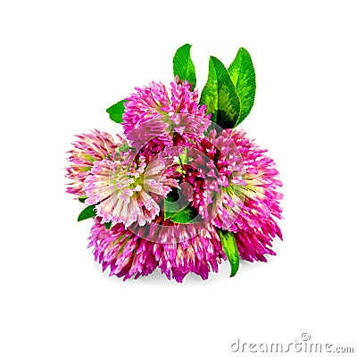 Clover pink bouquet Stock Photo