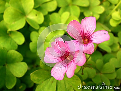 Clover and pink flowers Stock Photo