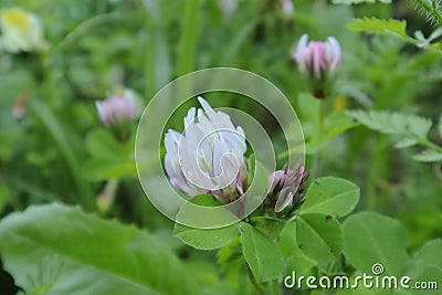 Clover pink flowers in the park. Flower. Stock Photo