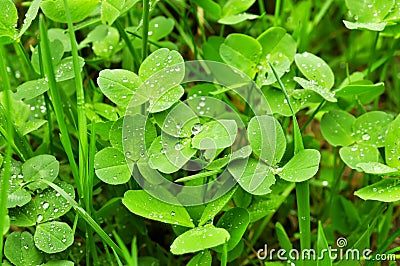 Clover plants Stock Photo