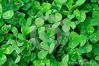 Clover plants Stock Photo