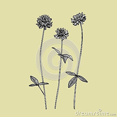 Clover plants. Botanical illustration. Good for cosmetics, medicine, treating, aromatherapy, nursing, package design Vector Illustration