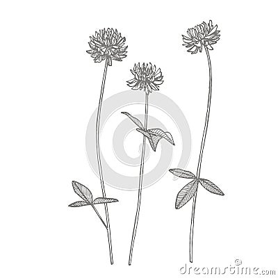 Clover plants. Botanical illustration. Good for cosmetics, medicine, treating, aromatherapy, nursing, package design Cartoon Illustration