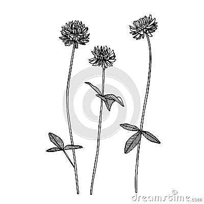 Clover plants. Botanical illustration. Good for cosmetics, medicine, treating, aromatherapy, nursing, package design Vector Illustration