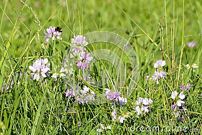 Clover plants and Bumblebee, Czech Republic, Europe Stock Photo