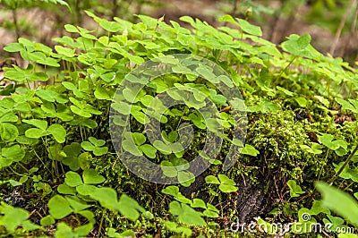 Clover plants close up view Stock Photo