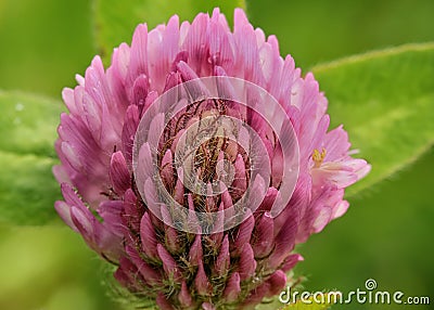 Clover Stock Photo