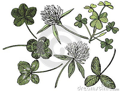 Clover set. Isolated wild plant and leaves on white background. Herbal engraved style illustration. Detailed botanical Cartoon Illustration