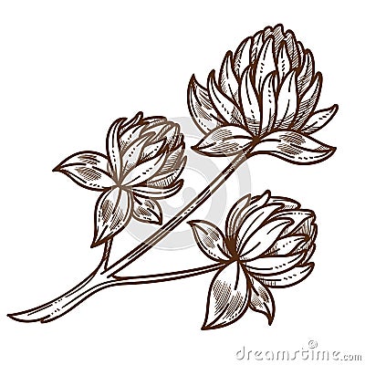Clover or shamrock blossom isolated sketch, wild field flowers Vector Illustration
