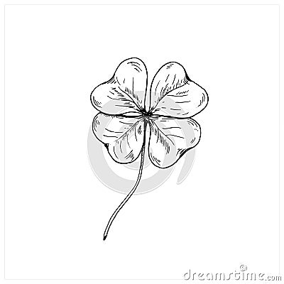 Clover sketch. Hand drawn four leaf clover. Vector illustration, isolated on white Vector Illustration