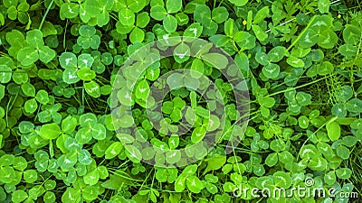 Clover texture. Green shamrock background. St. Patrick Day background. Stock Photo