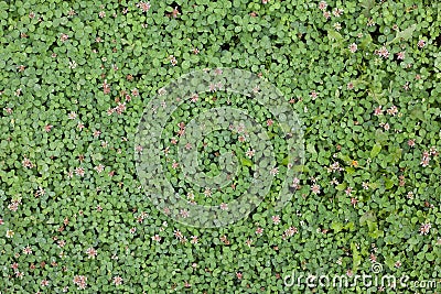 Clover texture Stock Photo