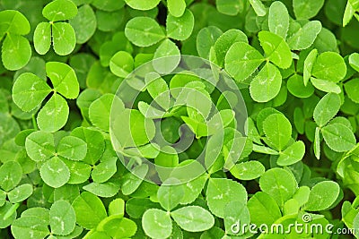 Clover texture Stock Photo