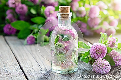 Clover tincture or infusion and clover flowers. Stock Photo