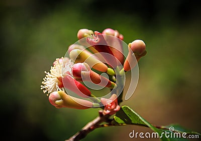 Cloves Flower Buds, St. Mary`s Island, Analanjirofo Region, Madagascar Stock Photo