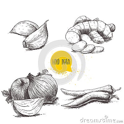 Cloves of garlic, ginger root, onions and chili peppers. Vector Illustration