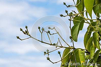 Cloves on tree Stock Photo
