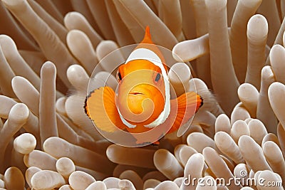 Clown Anemonefish, Amphiprion percula Stock Photo