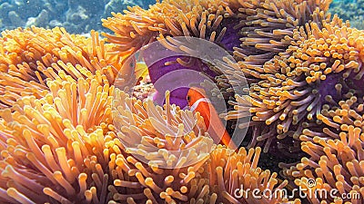 Clown Anemonefish, Marsa Alam, Egypt Stock Photo