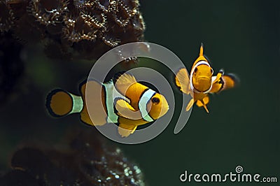 Clown anemonefish, Orange clownfish - Amphiprion percula Stock Photo