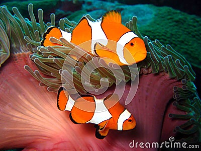 Clown Fish Stock Photo