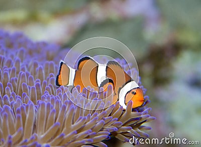 Clown fish Stock Photo