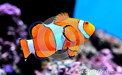 Clown Fish in anemone Stock Photo