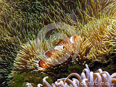 Clown Fish Anemone Stock Photo