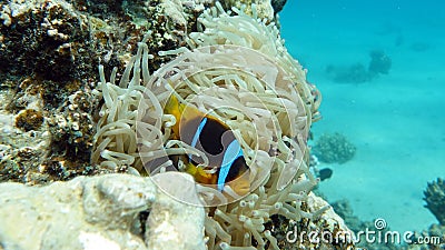 Clown fish amphiprion (Amphiprioninae). Red sea clown fish. Nemo . Stock Photo