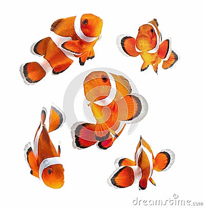 Clown fish or anemone fish isolated on white backg Stock Photo