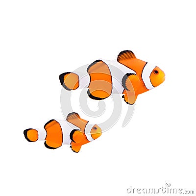 Clown fish or anemone fish Stock Photo